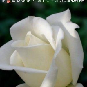 Meet your Posher, Judy